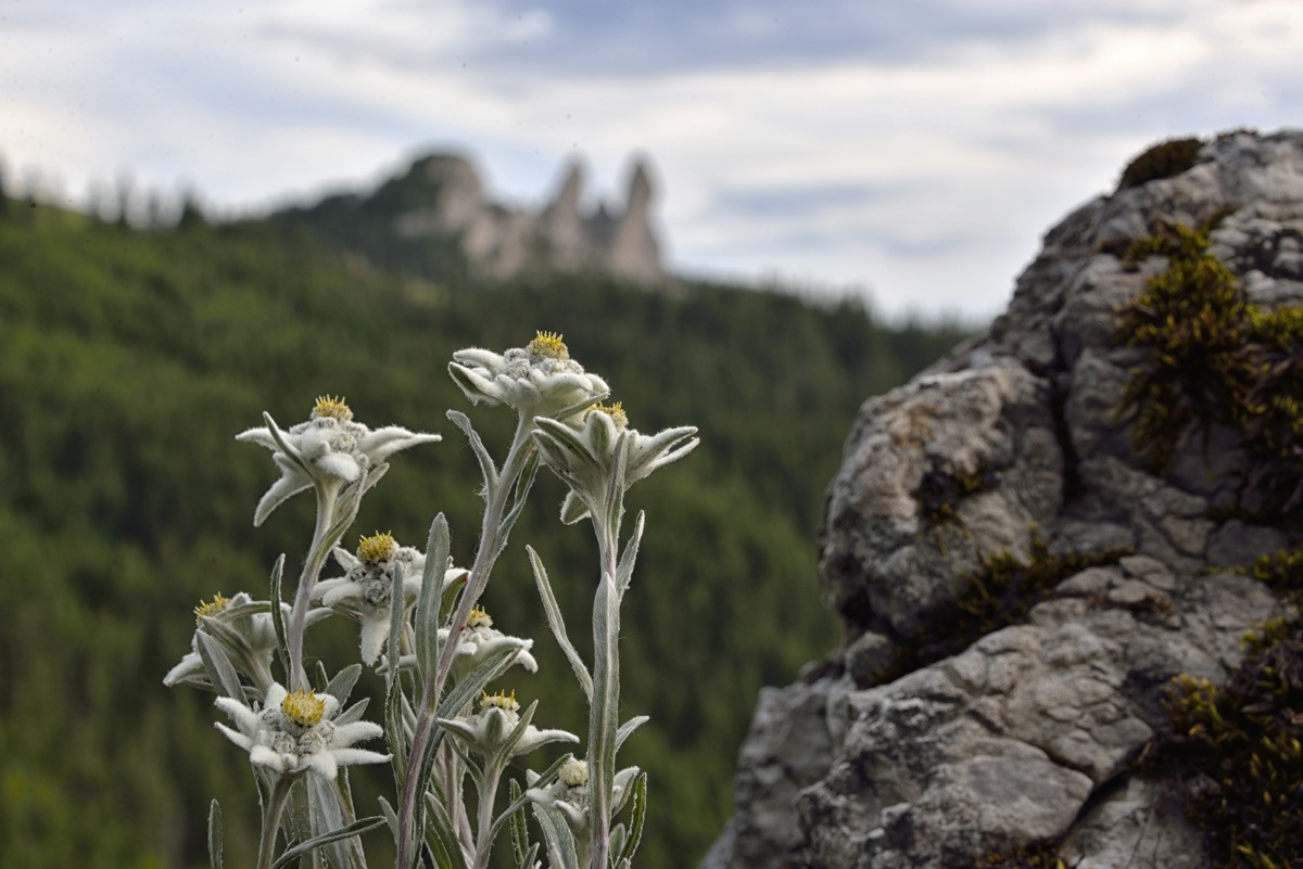 floare de colt in Masivul Rarau